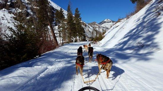 Absaroka Dogsled Treks