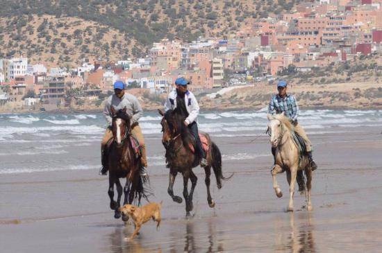 Agadir Horse & Camel