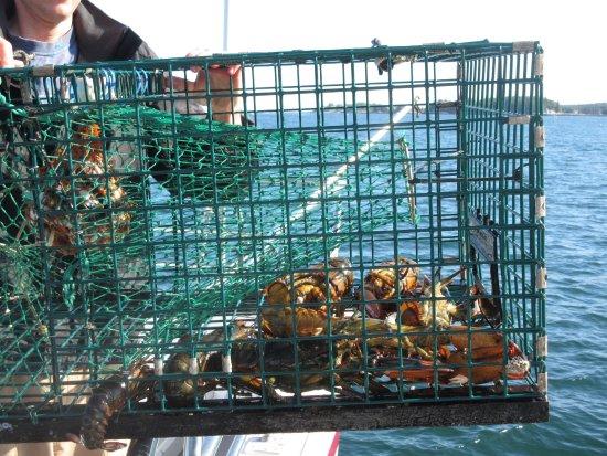 Cap'n Fish's