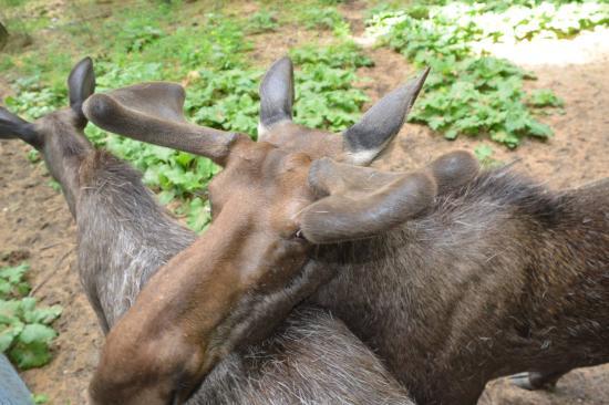 North Conway Moose Bus Daytime Wildlife Trip