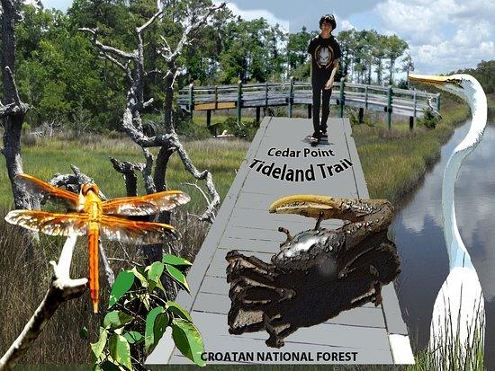Tideland National Recreation Trail