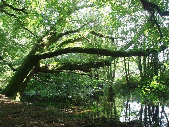 Cookbury Bradford Trail