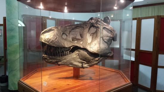 Museu de História Natural