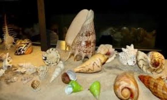 Casa das Conchas Museum