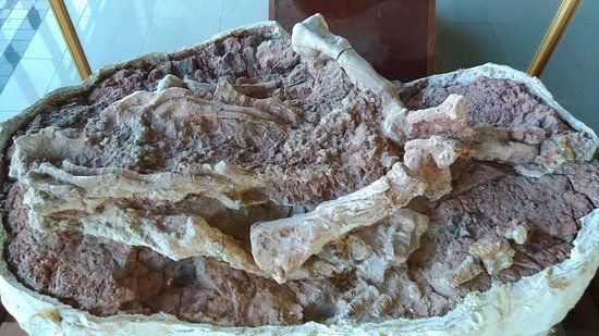 Natural Sciences Museum