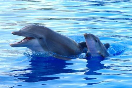 Marineland Dolphin Adventure