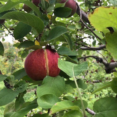 Bartlett's Orchard