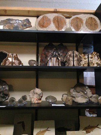 Dave's Down to Earth Rock Shop