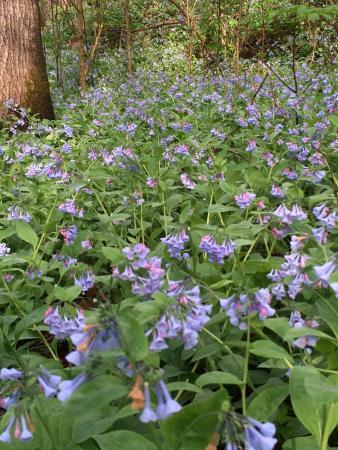 Calli Nature Preserve
