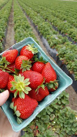 Bay Berry Farms