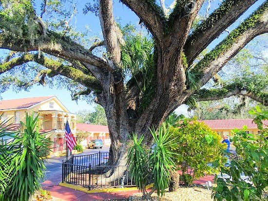The Old Senator Tree