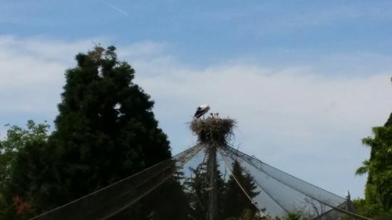 Zoológico de Heidelberg