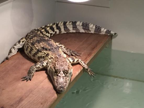 Crocodile Zoo