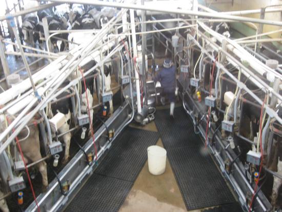 Point Reyes Farmstead Cheese Co