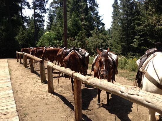 Shaver Stable
