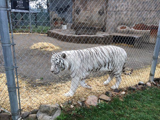 Cat Tales Zoological Park