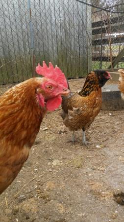 Perkins Restaurant & Bakery