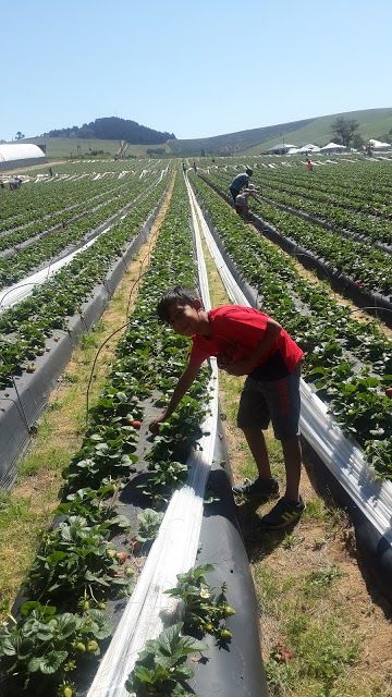Polkadraai Strawberry Farm