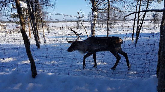 Sámi Siida