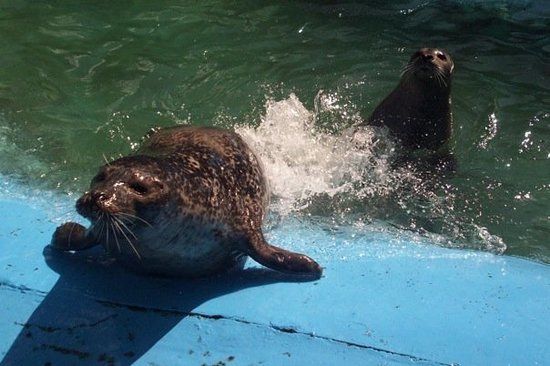 Huntsman Fundy Discovery Aquarium
