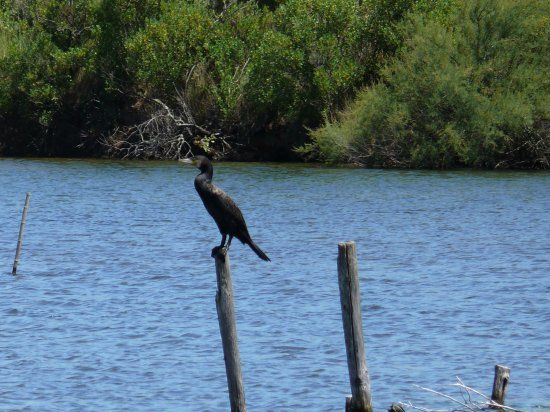 Réserve Ornithologique Du Teich