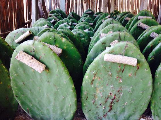 Centro de Difusion Para el Conocimiento de La Grana Cochinilla Final Tlapanochestli