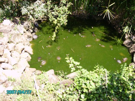 WWF - Italia l'Oasi del Bosco di San Silvestro