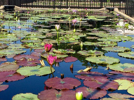 The International Waterlily Collection