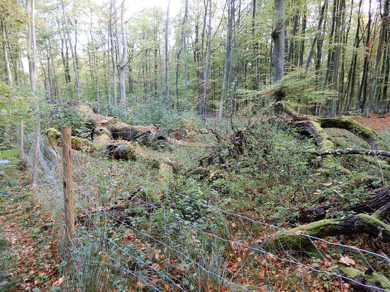 Dąb Bolesław i Warcisław