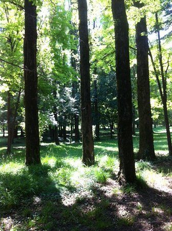 Bosco di Torrate