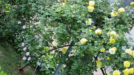 Roseto di Santa Giustina