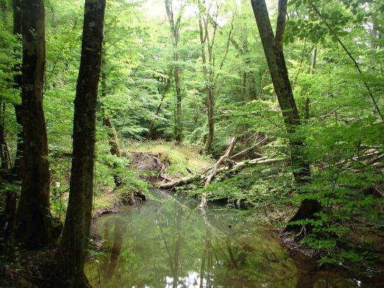 Igneada Longoz Ormanları Milli Parkı