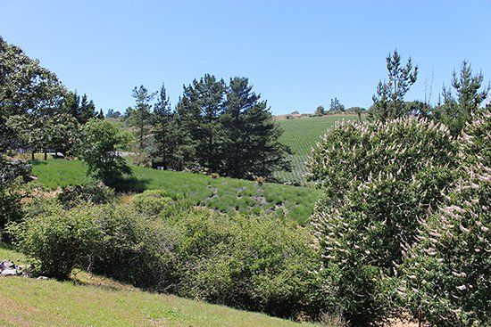 Monte-Bellaria Di California