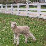 Chesapeake Crab Connection Company