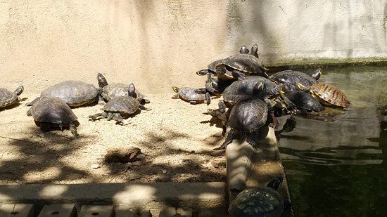 C.R.A.R.C Centre de Recuperació d'Amfibis i Rèptils de Catalunya