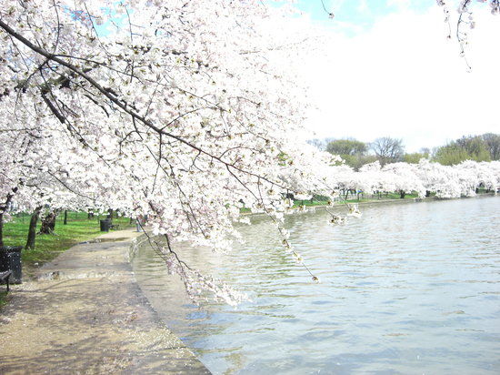 Tidal Basin
