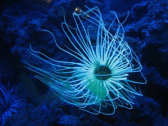 Aquarium, Laboratoire Arago