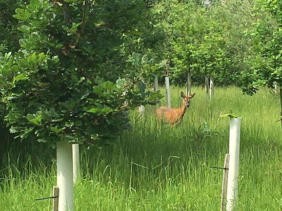 The Heart of England Forest