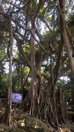 Son Tra Peninsula's Banyan Tree