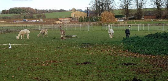 Alpaca Experience in the Cotswolds