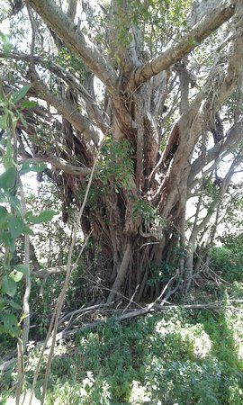 Sewefontein Wild Fig Tree Forest