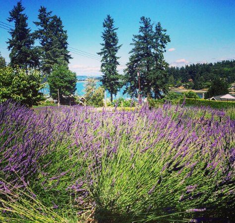 Lavender Hill Farm