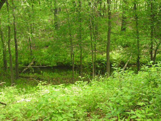 Cowles Bog