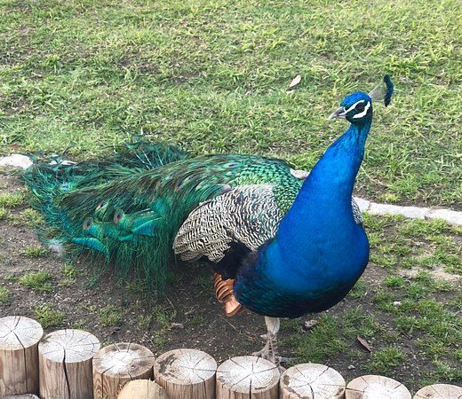 Quinta Pedagogica dos Olivais