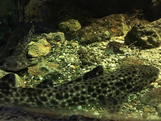 Aquarium Mondo Marino