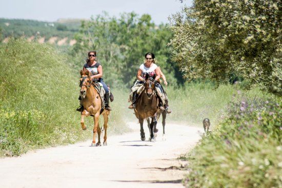 Caballos y Vino