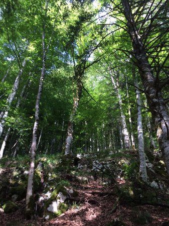 Bosque Quinto Real