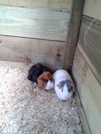 Ramsden Rare Breeds
