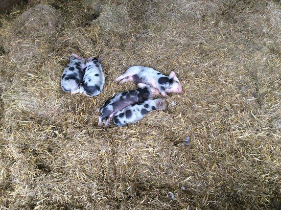 Ferry Farm Country Park