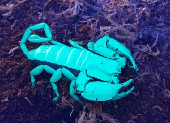 Dr Beynon's Bug Farm